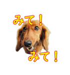 使いやすいオタ犬（個別スタンプ：13）