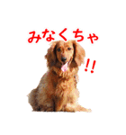 使いやすいオタ犬（個別スタンプ：14）