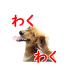 使いやすいオタ犬（個別スタンプ：15）