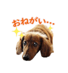 使いやすいオタ犬（個別スタンプ：16）