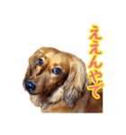 使いやすいオタ犬（個別スタンプ：17）