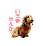使いやすいオタ犬（個別スタンプ：18）