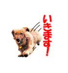 使いやすいオタ犬（個別スタンプ：19）
