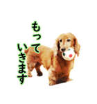 使いやすいオタ犬（個別スタンプ：20）