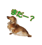 使いやすいオタ犬（個別スタンプ：21）