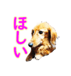 使いやすいオタ犬（個別スタンプ：22）