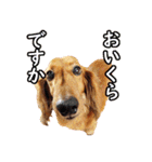 使いやすいオタ犬（個別スタンプ：23）