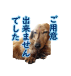 使いやすいオタ犬（個別スタンプ：25）