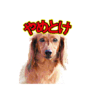 使いやすいオタ犬（個別スタンプ：26）