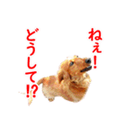 使いやすいオタ犬（個別スタンプ：27）