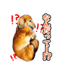 使いやすいオタ犬（個別スタンプ：28）