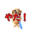 使いやすいオタ犬（個別スタンプ：29）
