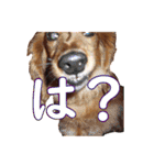 使いやすいオタ犬（個別スタンプ：31）