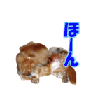 使いやすいオタ犬（個別スタンプ：32）