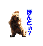 使いやすいオタ犬（個別スタンプ：33）