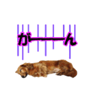 使いやすいオタ犬（個別スタンプ：35）