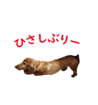使いやすいオタ犬（個別スタンプ：36）