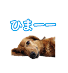 使いやすいオタ犬（個別スタンプ：37）
