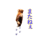 使いやすいオタ犬（個別スタンプ：40）
