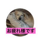 まろんの毎日2（個別スタンプ：1）