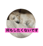 まろんの毎日2（個別スタンプ：2）