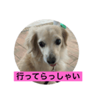 まろんの毎日2（個別スタンプ：5）