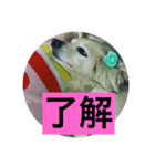 まろんの毎日2（個別スタンプ：7）