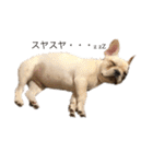 フレブル  こたろうさん＆雑種犬 ももちゃん（個別スタンプ：1）