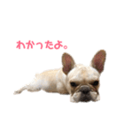 フレブル  こたろうさん＆雑種犬 ももちゃん（個別スタンプ：2）