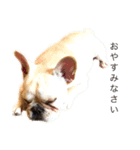 フレブル  こたろうさん＆雑種犬 ももちゃん（個別スタンプ：4）