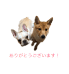 フレブル  こたろうさん＆雑種犬 ももちゃん（個別スタンプ：5）