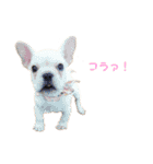 フレブル  こたろうさん＆雑種犬 ももちゃん（個別スタンプ：6）