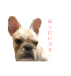 フレブル  こたろうさん＆雑種犬 ももちゃん（個別スタンプ：8）