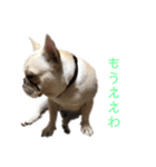 フレブル  こたろうさん＆雑種犬 ももちゃん（個別スタンプ：9）