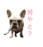 フレブル  こたろうさん＆雑種犬 ももちゃん（個別スタンプ：10）