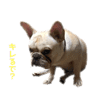 フレブル  こたろうさん＆雑種犬 ももちゃん（個別スタンプ：11）