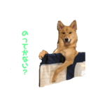 フレブル  こたろうさん＆雑種犬 ももちゃん（個別スタンプ：14）