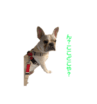 フレブル  こたろうさん＆雑種犬 ももちゃん（個別スタンプ：15）