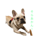 フレブル  こたろうさん＆雑種犬 ももちゃん（個別スタンプ：17）