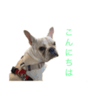 フレブル  こたろうさん＆雑種犬 ももちゃん（個別スタンプ：18）