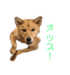 フレブル  こたろうさん＆雑種犬 ももちゃん（個別スタンプ：20）