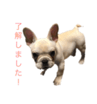 フレブル  こたろうさん＆雑種犬 ももちゃん（個別スタンプ：22）