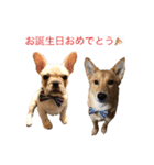 フレブル  こたろうさん＆雑種犬 ももちゃん（個別スタンプ：25）