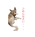 フレブル  こたろうさん＆雑種犬 ももちゃん（個別スタンプ：26）