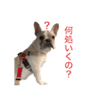 フレブル  こたろうさん＆雑種犬 ももちゃん（個別スタンプ：27）