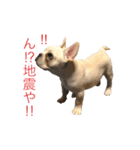フレブル  こたろうさん＆雑種犬 ももちゃん（個別スタンプ：28）