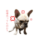 フレブル  こたろうさん＆雑種犬 ももちゃん（個別スタンプ：30）