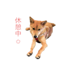 フレブル  こたろうさん＆雑種犬 ももちゃん（個別スタンプ：31）