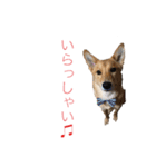 フレブル  こたろうさん＆雑種犬 ももちゃん（個別スタンプ：32）