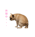 フレブル  こたろうさん＆雑種犬 ももちゃん（個別スタンプ：33）